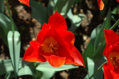 DSC 6486 Keukenhof f