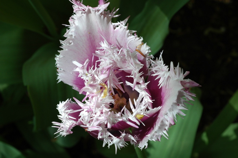 DSC_6497_Keukenhof_f.JPG