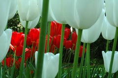 DSC 6502 Keukenhof f