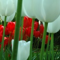 DSC 6502 Keukenhof f