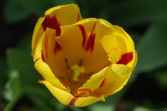 DSC 6554 Keukenhof f