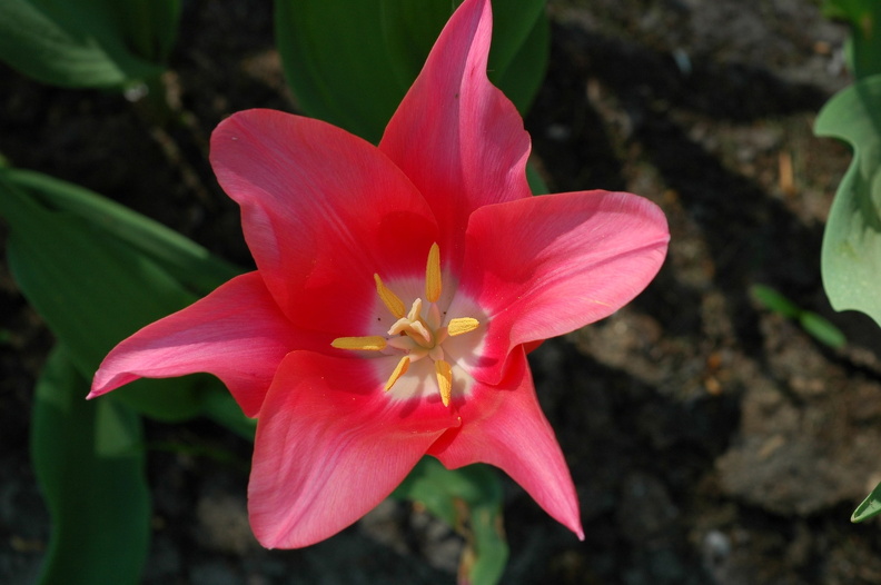 DSC 6556 Keukenhof f