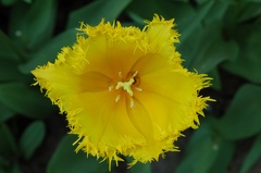 DSC 6561 Keukenhof f