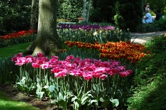 DSC 6563 Keukenhof f