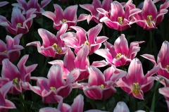 DSC 6595 Keukenhof f