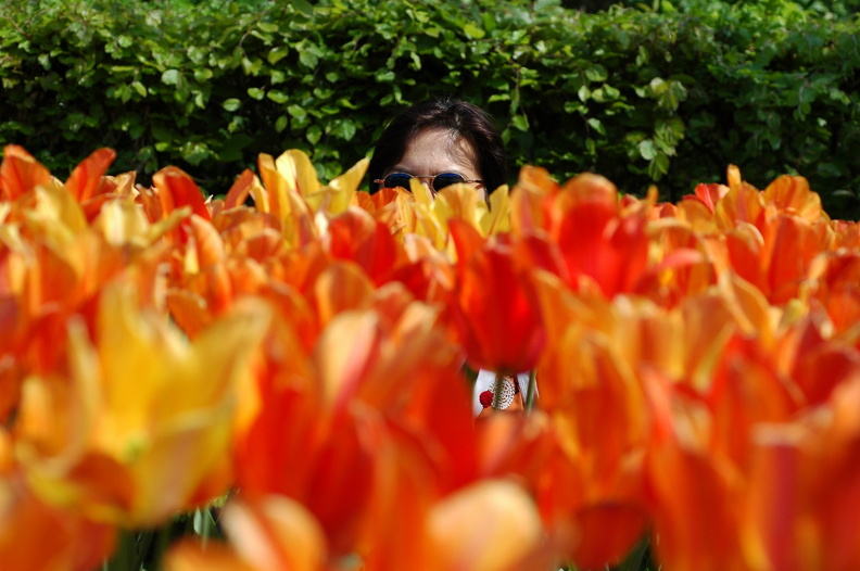 DSC 6627 Keukenhof f