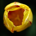 DSC 6638 Keukenhof f