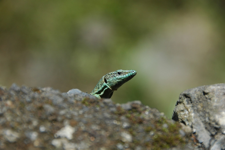 Levada_Encumeada_DSC_1859_f.JPG