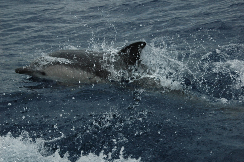 Delphinfahrt_DSC_8158_f.JPG