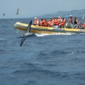 Delphinfahrt DSC 8241 f