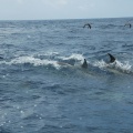 Delphinfahrt DSC 8247 f