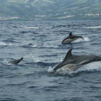 2008 Azoren