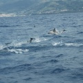 Delphinfahrt DSC 8289 f