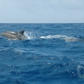 Delphinfahrt DSC 8352 f