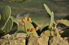 Gozo DSC 4228 ff