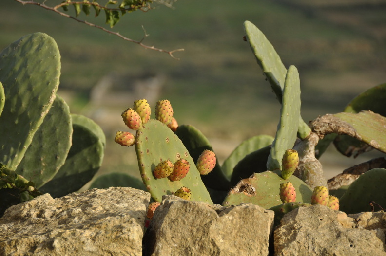 Gozo_DSC_4228_ff.JPG