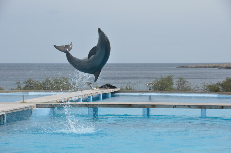 Schwimmen_mit_Delphinen_DSC_4612_ff.JPG