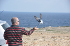 Taubentraining DSC 4947 ff