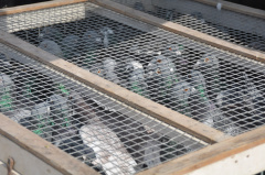 Taubentraining DSC 4967 ff