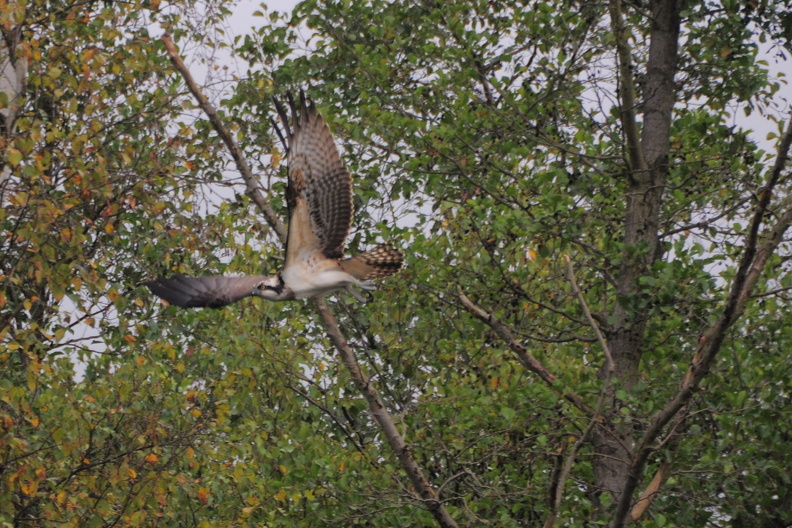 DSC_1308_-_Zoom_f.JPG