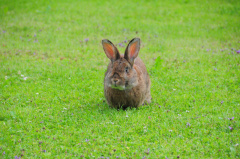 20130706 Tiroler Hase 9214 f