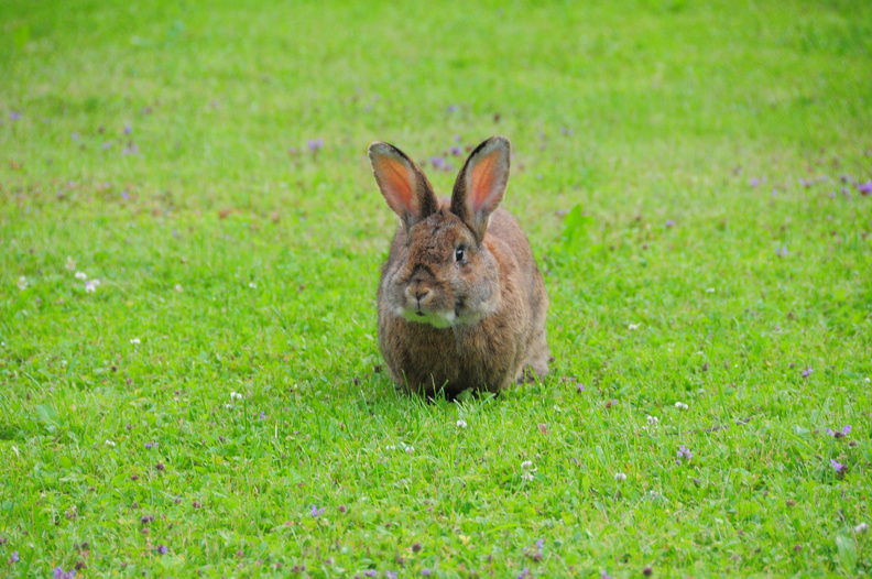 20130706_Tiroler_Hase_9214_f.jpg