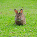 20130706 Tiroler Hase 9214 f