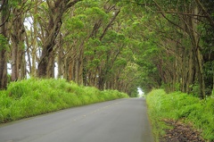 Eucalyptus Tree Tunnel D90 2469f