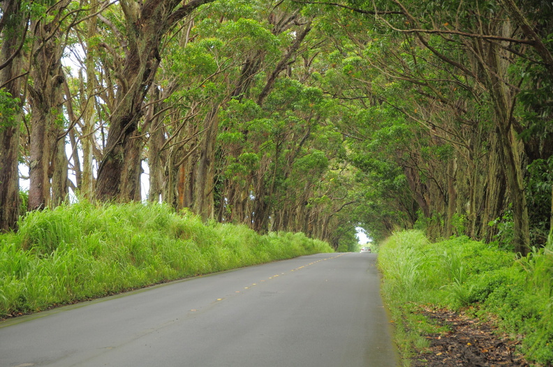 Eucalyptus_Tree_Tunnel_D90_2469f.jpg