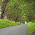 Eucalyptus Tree Tunnel D90 2469f