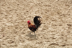 Hahn Kee Beach D90 2719f