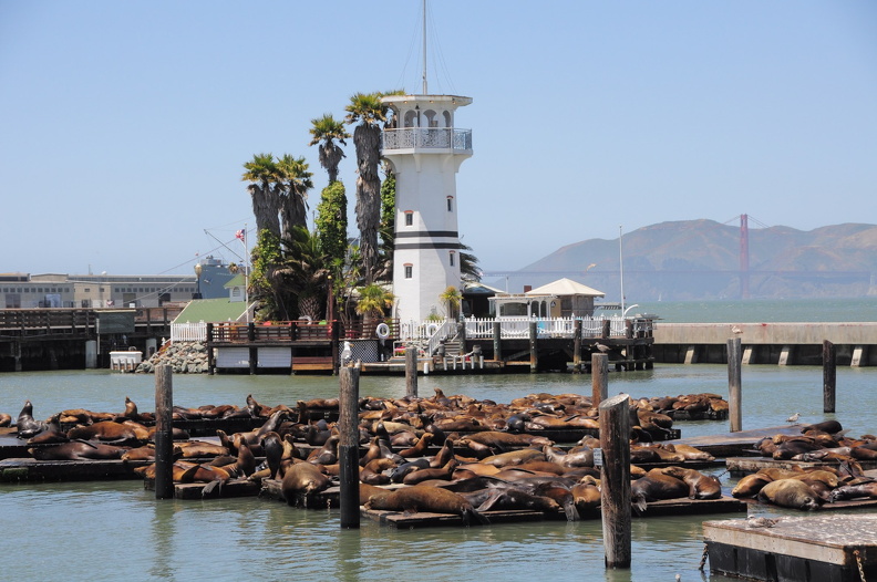 Pier39_D90_1363_f.jpg