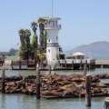 Pier39_D90_1363_f.jpg